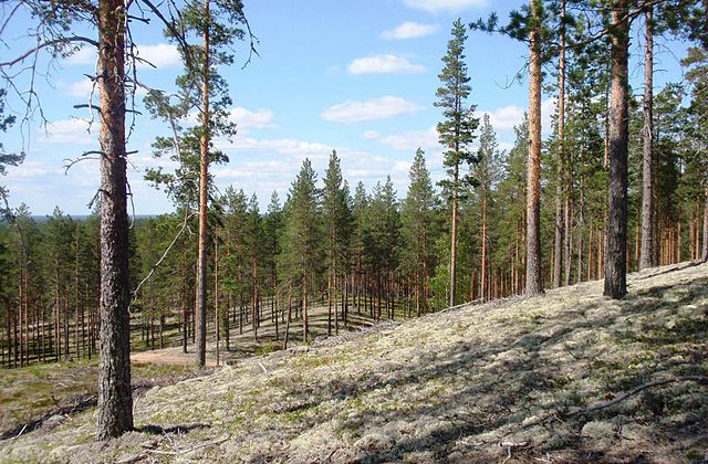 Nygallrad skog